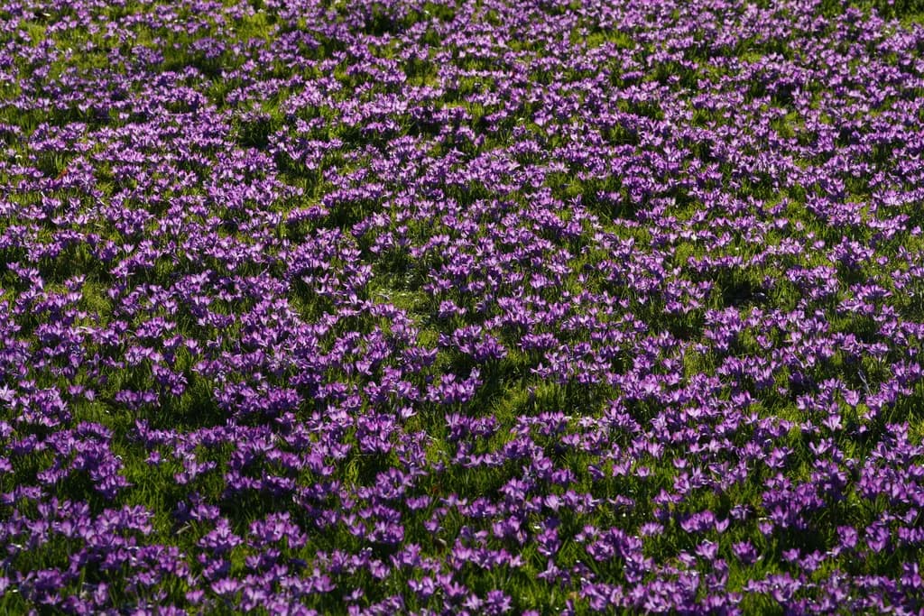 Blühende lila Krokusse