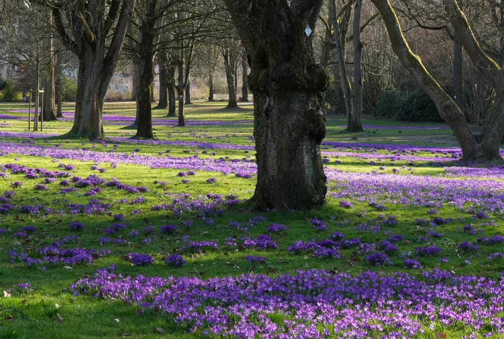 Blühende lila Krokusse im Park